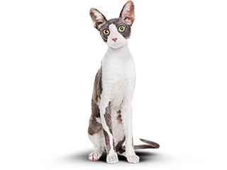 Котик после правильного питания