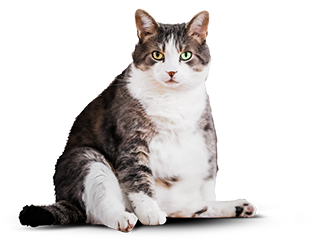 Котик до правильного питания